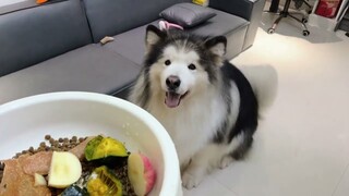Thời điểm vui vẻ nhất ngày của Alaska háu ăn 😅😅.