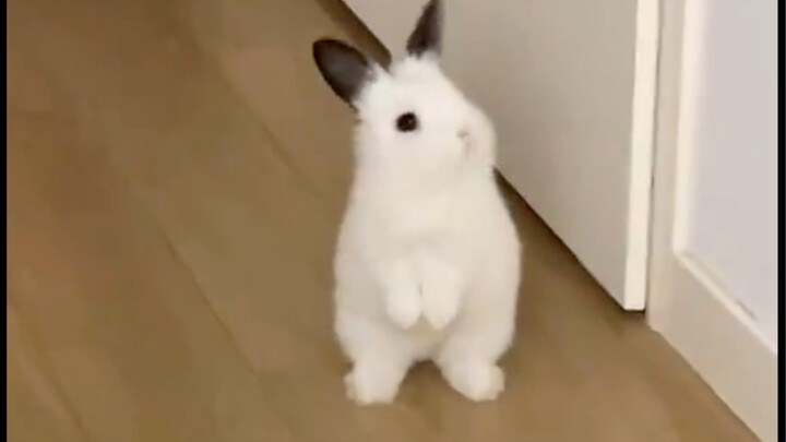 กระต่ายน้อยน่ารักขนาดนี้ ไม่มาหอมสักหน่อยเหรอ!