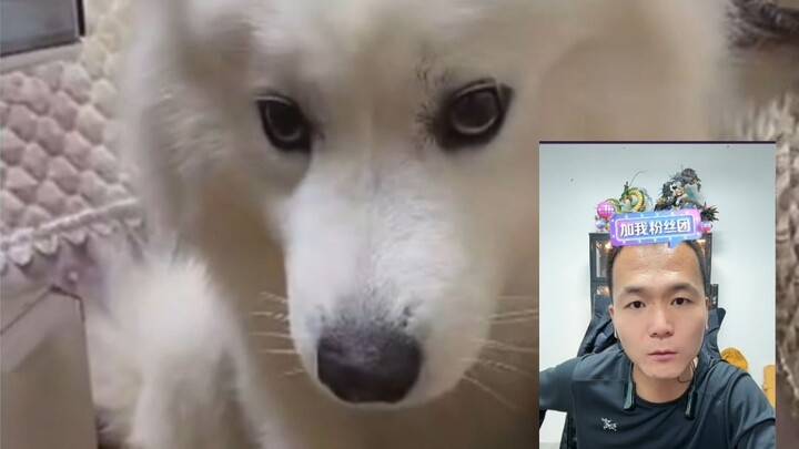 The dog is super possessive about food and stole the young lady's milk!