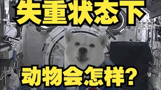 一脸懵逼！失重状态下的动物会怎样？