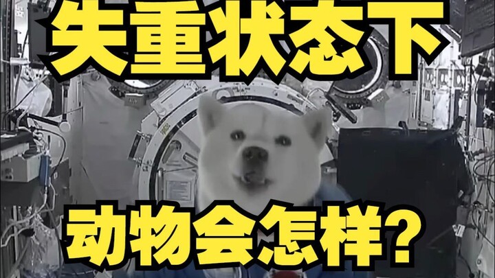 一脸懵逼！失重状态下的动物会怎样？