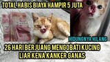 Mengharukan Kucing Liar Yang kena Kanker Ganas Di Hidung Sudah Membaik Langsung Dapat rumah..!