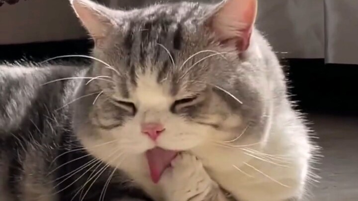 Apakah manggis memang selezat itu?