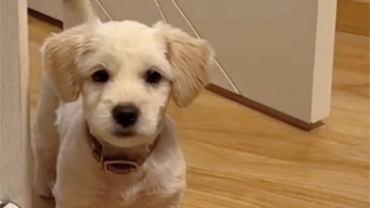 Anak anjing kampung yang kutemukan sepertinya sudah tahu namanya sendiri!!