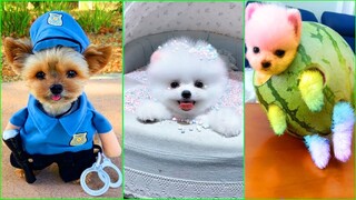 Funny and Cute Dog Pomeranian 😍🐶| Funny Puppy Videos #54