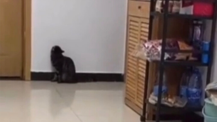 Cat: Let me show you a little talent!