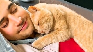 Funny Cat and Their Human That Will Change Your Mood For Good - Cute Cat Show Love