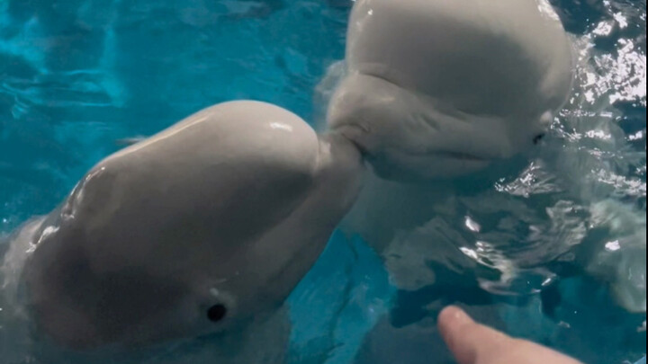 Little Black and Big White got together.