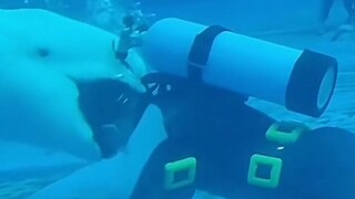 A cute white whale ran away with its keeper's flipper in its mouth