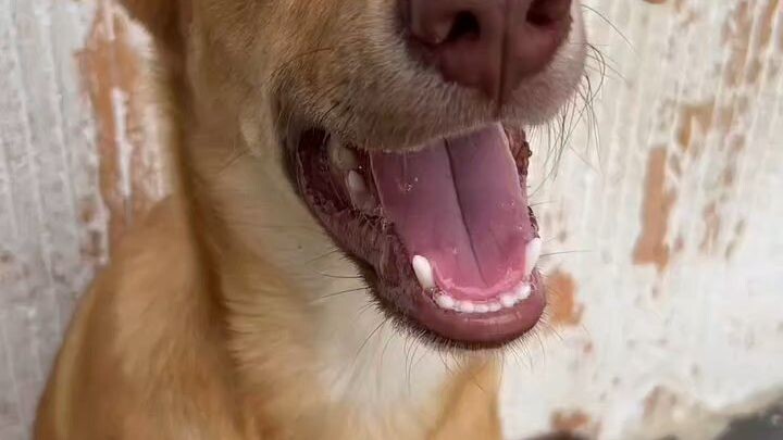 我们的狗狗既聪明又可爱。🐶❤️.       Our dog is a clever and cute