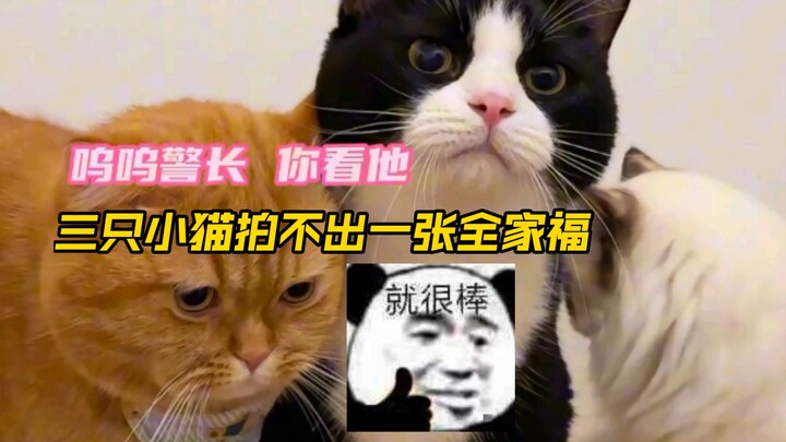 Three little kittens can’t manage to snap a single family photo #cutepets #cats #funny #adorable #en