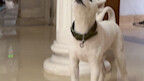 Samoyed biến hình thành Bull Terrier!!!!!!!