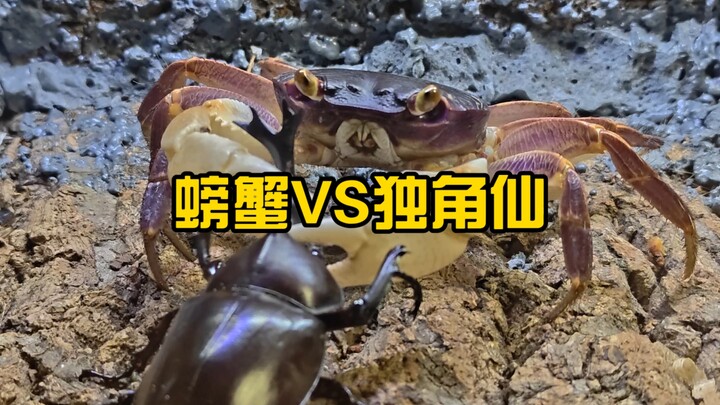 ปู VS ด้วงแรด เขามาแล้ว