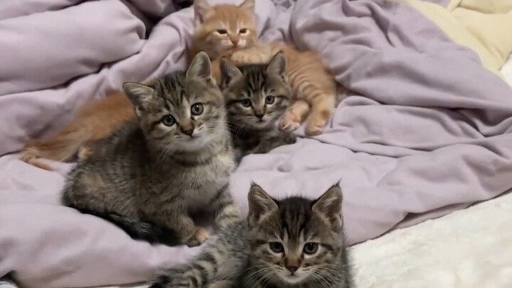 لم أنتبه للحظة، فوجدت سريرًا مليئًا بالقطط.