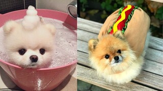 Naughty Mini Pomeranian | Funny and Cute Pomeranian Videos #11 | CuteVN