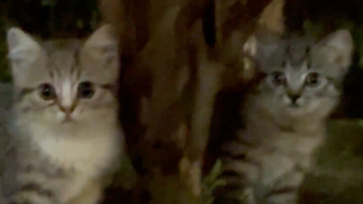 I'm so charmed by this family of three kittens!