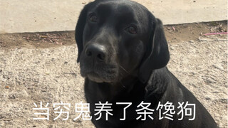 What does the greedy dog eat today?