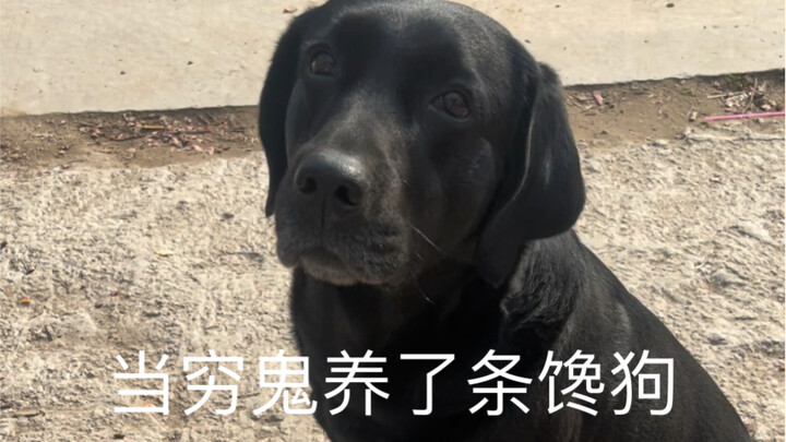 What does the greedy dog eat today?