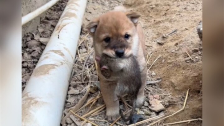 หมา: วันนี้ฉันจะยุ่งเรื่องของคนอื่นให้มากขึ้น!