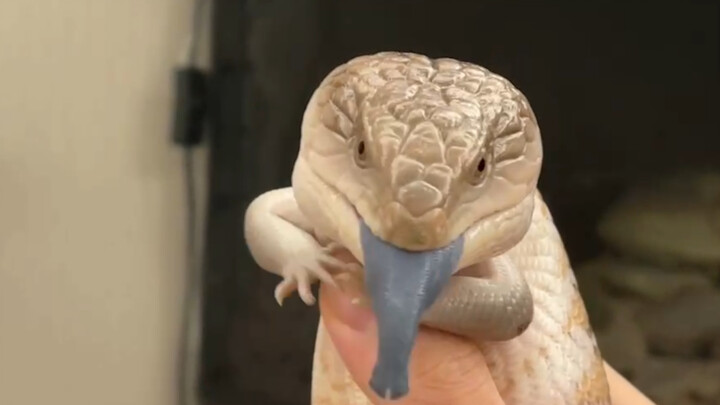 A funny video of Blue-tongued skinks
