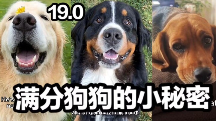 Rahasia Anjing Sempurna 19.0