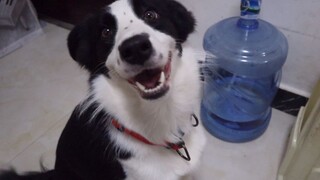 [Hewan]Bedanya Border Collie dan Husky