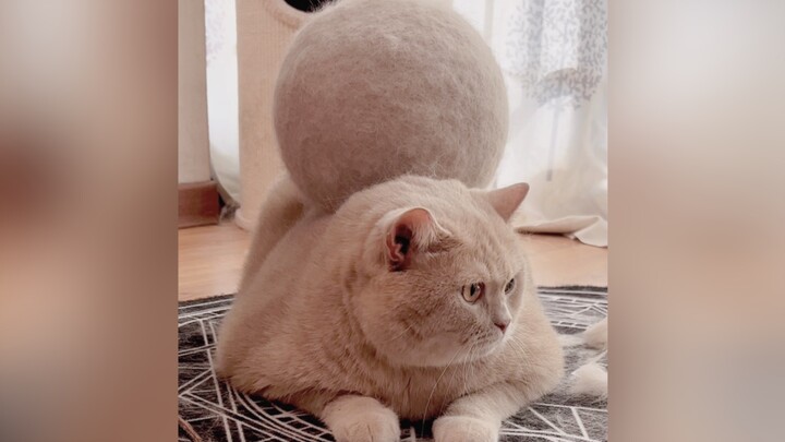 คุณรู้ไหมว่าลูกขนที่หนักเกือบหนึ่งชั่งน้ำหนักใหญ่แค่ไหน?