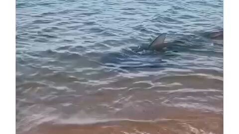buaya makan ikan ❌ ikan makan buaya ✅