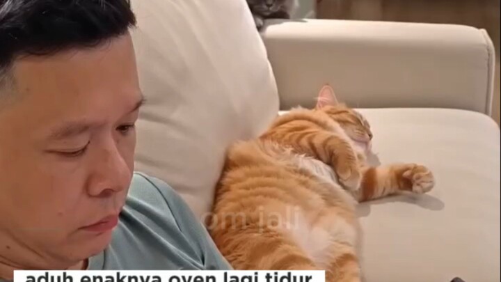 drama kucing oyen dan papih