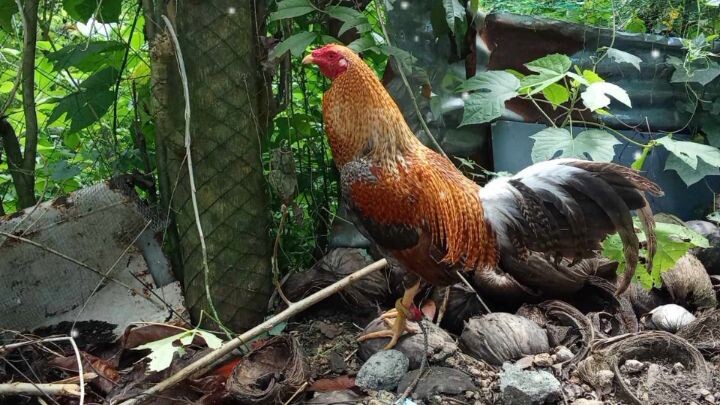 raptorbulik