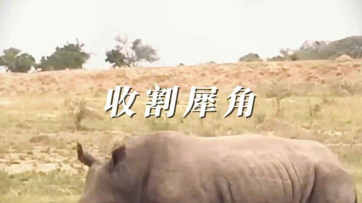 Rhino: You’d better give me a perfect explanation for all those color schemes.