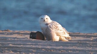 [Hewan]Ketika Burung hantu salju Greenland menemukan sepatu di pantai