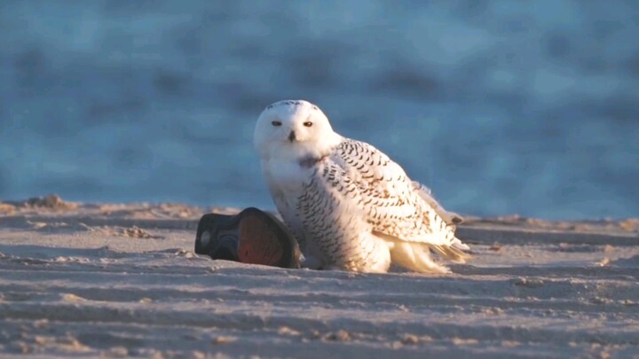 [Hewan]Ketika Burung hantu salju Greenland menemukan sepatu di pantai