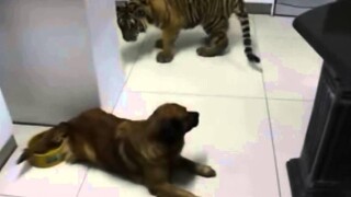 เรื่องวุ่นๆของสัตว์โลก//ตอน//แค่จะกินน้ำ