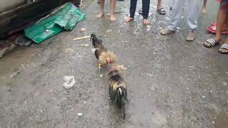 Bantam sabong