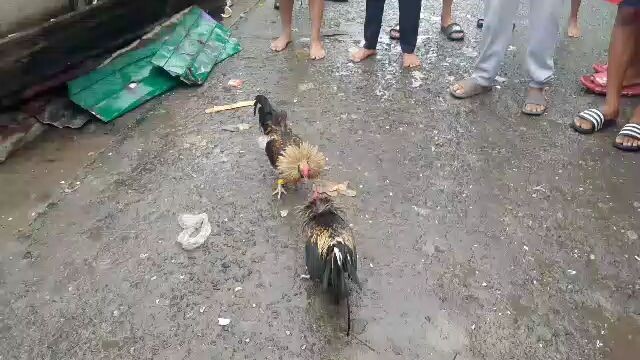 Bantam sabong
