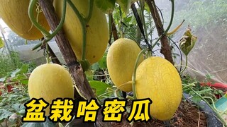 อย่าวางแคนตาลูปลงบนดินโดยตรง ไม่เช่นนั้นจะเติบโตแบบนี้!