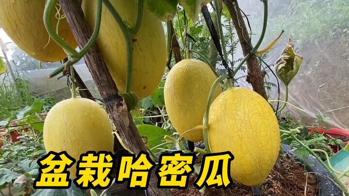 Never place cantaloupes directly on the soil, or they will grow like this!