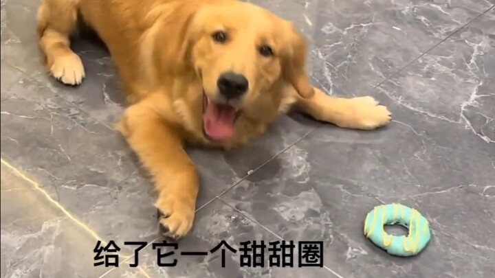 It turns out that puppies will do the harvest dance when they are particularly happy!