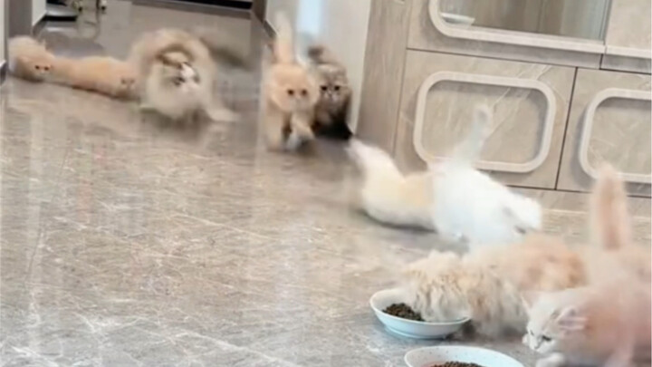 ช่วงเวลาแมวแสบ