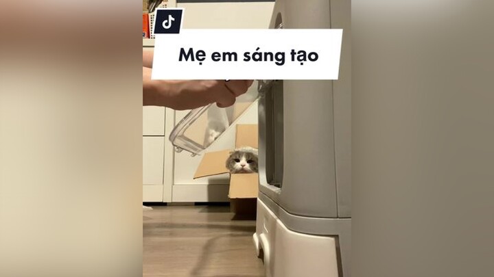 𝐁𝐚́𝐧𝐡 𝐁𝐚𝐨 🥟 tiếp nối câu chuyện nvs thì mình muốn chia sẻ thêm 1 chút cho ai phân vân nvs 1 chiều giống mình nhaa cat meo catsoftiktok