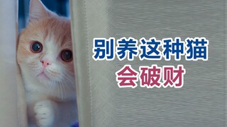 我是只没有手臂的招财猫