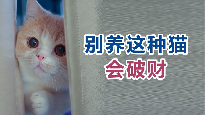 我是只没有手臂的招财猫
