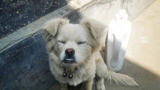 Brothers, that little dog from the construction site—it turns out not only humans can become rough-a