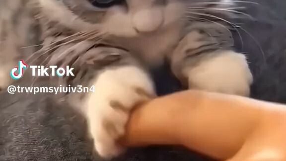 cat funny video