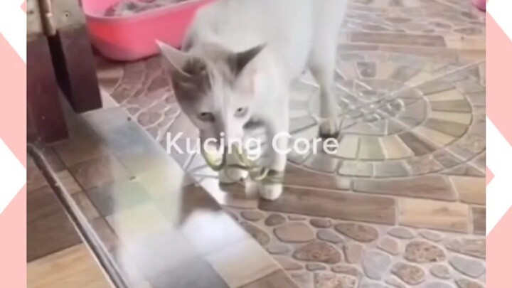 kucing core