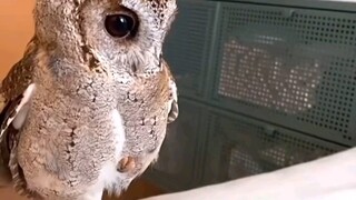 阔爱
