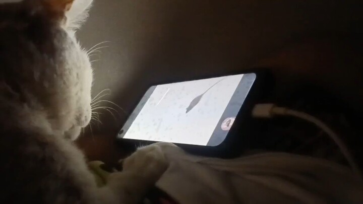 cat using phone to watch