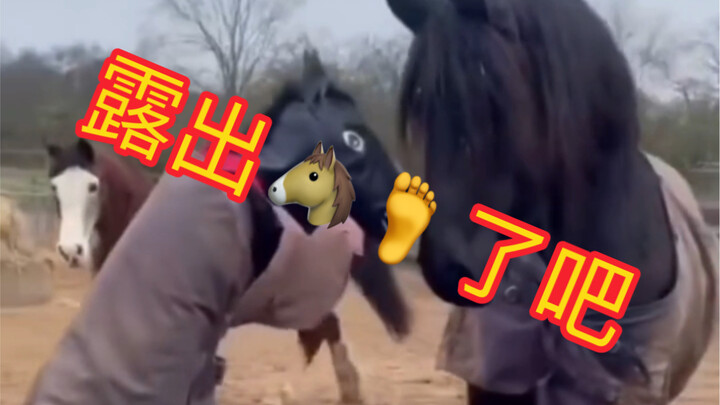 Pretended to be a horse and joined the herd, but got caught!