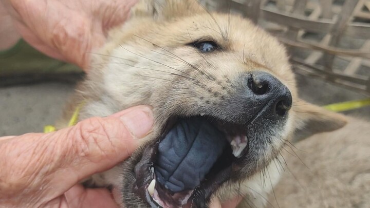 Apa kelebihan anjing lokal Tiongkok? Setelah merekam 2.000 video tentang anjing lokal, akhirnya kami
